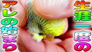 赤ちゃんインコの生まれて初めて抜けた羽根。