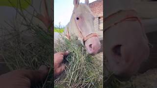 ਉਮਰ ਬੰਦੇ ਜਿੰਨੀ ਹੁੰਦੀ ਆ 🤍 #automobile #nukhra #kabootar #horse #nukra #shonk #farming #marwarihorse