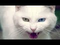 cat sounds សម្លេងឆ្មា