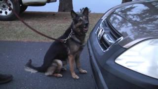 Real Time, Reel Life - GDC K 9 Unit