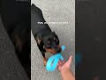 dog picks up leash for owner