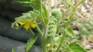 THE DREADED TOMATO HORN WORM