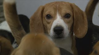 QCA shelter helps in nation-wide beagle rescue