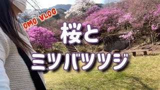 【ミツバツツジ群生】南木曽町読書三留野宿から桃介橋を渡り花に囲まれてきたよ