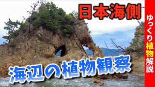 海辺で植物観察！街中のアノ街路樹も海岸植物だった⁉【ゆっくり解説】