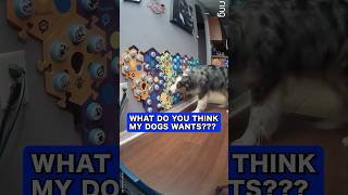 What Does My DOG want? #Talkingdog #letsgoripley #ripleytalks #fluentpet #australianshepherd