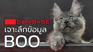 เจาะลึกข้อมูล บู  [THE GAME ROOM] Database ดาต้าเบส