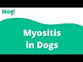 Myositis in Dogs | Wag!