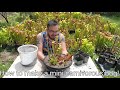 How to make a mini carnivorous plant bog!