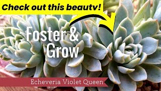 How to Care for Echeveria Violet Queen (Complete Guide)