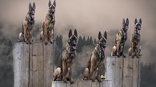 The Most INSANE Dog In The World!!! Belgian Malinois highlights