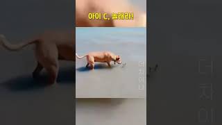 놀라 자빠지고 있네 라는 말이 이럴 때 쓰는 말이구나!... 놀라 자빠진 동물들  #funnyvideo #funnyshorts #funniestmoments #shorts