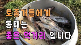 이무학의 토종개 이야기 - 꽁꽁 얼려 드립니다