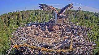 3/6/2021 Attack of a young hawk on the osprey's nest / Estonian Osprey Nest.