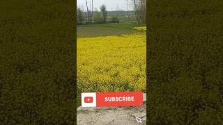 കടുക് പാടം കണ്ടിട്ടുണ്ടോ | Mustard Field #shorts #short #musturd #travel #travelvlog