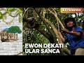 BIKIN DEG-DEGAN! Ewon Ketemu Ular Sanca Pohon | JEJAK RIMBA EPS 22 (2/2)