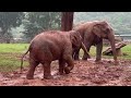 baby elephant lek lek and her mother enjoy mud in the raining day elephantnews