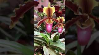 Hài hecman - Paphiopedilum herrmannii - Hoa lan Việt Nam