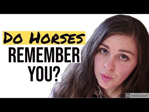 Do horses remember you?