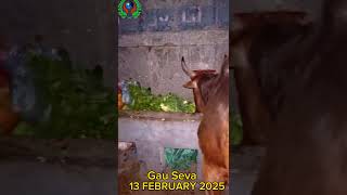 Gau Seva #gauseva #gaumata #humanity #love #motivation #viralshorts #shorts #trending #help #animals