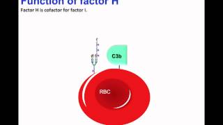 Factor H