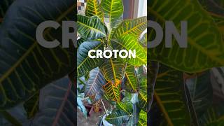 Best House Plant ! Everything about Croton’s