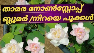 Amery Camelia Lotus malayalam Nonstop Bloomer