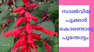 സാൽവിയ പൂക്കൾ കൊണ്ടൊരു പൂന്തോട്ടം | salviya | mygardentips |plantmommythings |