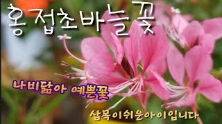 바늘꽃,삽목.집에서키워볼까요