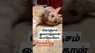 என்ன டா ஆச்சி 🤣🤣#viralvideo🤣what happend டாம் and ஜெரி. Please subscribe🙏🙏