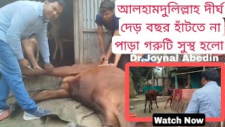 আলহামদুলিল্লাহ দীর্ঘ দেড় বছর হাঁটতে না পাড়া গরুটি সুস্থ হলো!