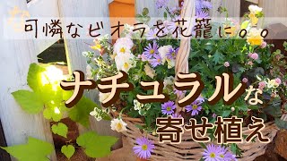 【ガーデニング】可憐なビオラを花籠に♪ナチュラルな寄せ植え