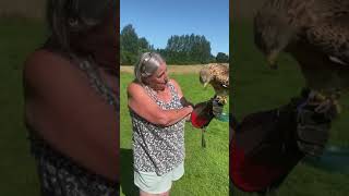 Red kite training with Chil the kite and guests