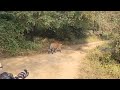 sultana on the track ranthambore national park jeep safari canter safari rtr