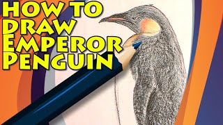 How to Draw an Emperor Penguin - Emperor Penguin - Drawing from Nature