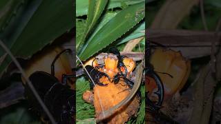 まだ見れるよ奄美のクワガタたち　Stag Beetles #nature #奄美大島 #奄美のクワガタ #アマミノコギリクワガタ #アマミヒラタクワガタ #Beetles #ナイトツアー