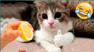 CUTE BABY DOGS Funny Cats Video    Animals Compilation Funny Cats