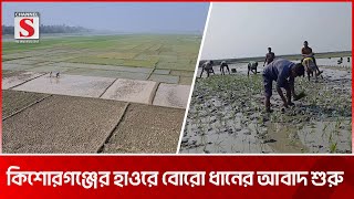 কিশোরগঞ্জে হাওরাঞ্চলে বোরো আবাদে ব্যস্ত কৃষক | Kishoreganj | Channel S News