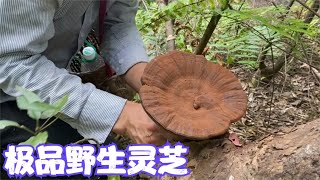 雨锅采到极品野生灵芝，一顿操作为了明年长更多，娜姐竖起大拇指