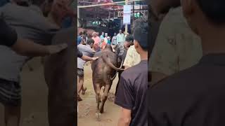 pagla goru🐄 angry bull।। #shorts #fyp #viral #youtubeshorts #shortvideo #shortsvideo #cow