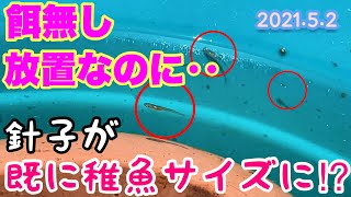 【睡蓮農園】餌無し！放置でメダカの針子が既に稚魚サイズに！？カインズ　CAINZのタライ飼育