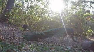 20200106 សត្វក្ងោកព្រៃ,​ Wild peacock show