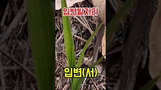 한국자생춘란 입변서 #난초 #입변 #서 #orchid #nature