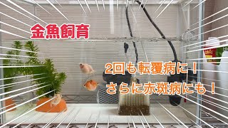 2回も転覆病にかかった金魚　さらに赤斑病も発生　治療の様子