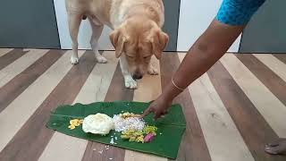 My puppy's second onam