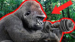 10 Most Muscular Animals You Got To See