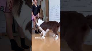 久々の再会に興奮を抑えきれない愛犬が愛おしい【ボーダーコリー】