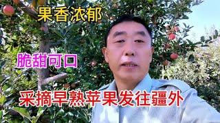 采摘早熟阿克苏苹果发往疆外，好苹果赢得更多人喜爱，新疆加油！