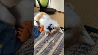 秋田犬-迅JIN- じん君の可愛い寝顔7 #秋田犬#4ヶ月#迅#akitainu#아키타이누