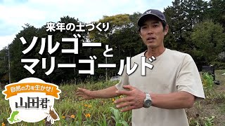 自然の力を生かせ！山田君　その５４　ソルゴーとマリーゴールド　来年の土づくり